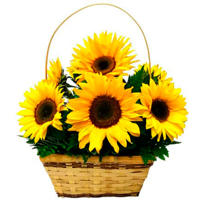 Canasta-Amarilla-Girasoles_Flores Cali es Cali