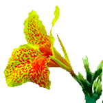 Flor-Cannas-índicas-Floristeria-en-cali