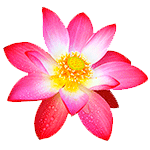 Flor-de-loto-Floristeria-en-cali