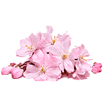 Flor-del-Cerezo-Floristeria-en-cali