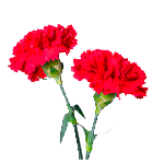 Flores-Clavel-Floristeria-en-cali