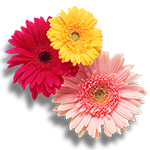 Flores-Gerbera-Floristeria-en-cali