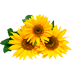 Flores-Girasol-Floristeria-en-cali