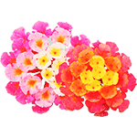 Flores-Lantana-Floristeria-en-cali