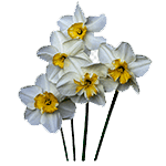 Flores-Narciso-Floristeria-en-cali