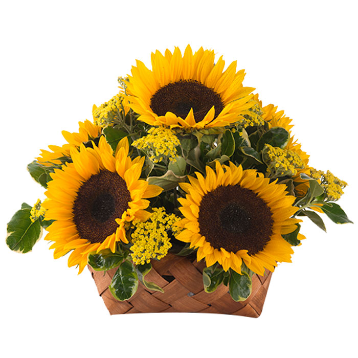 Girasoles-en-Canasta_Flores Cali es Cali