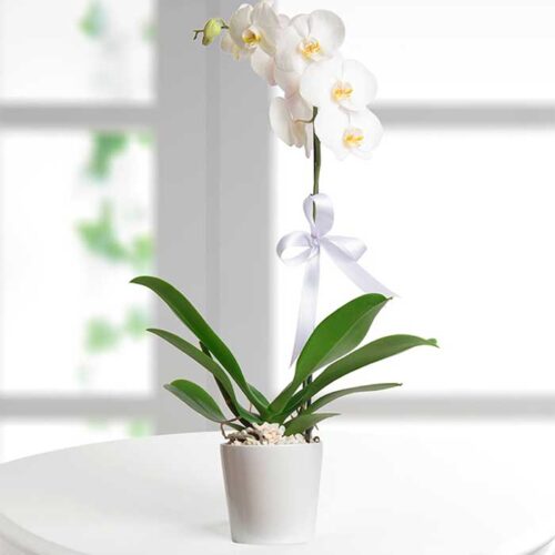 Planta-phalaenopsis-Blanca-Funebre_Flores Cali Es Cali