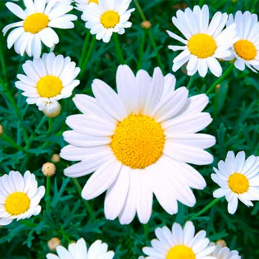 Margaritas_Flrores-Cali