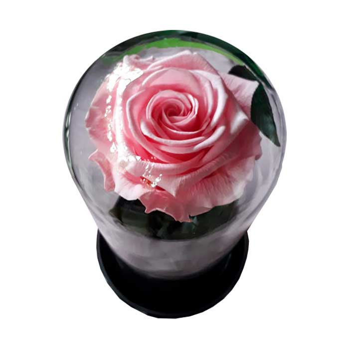 Rosas-Inmortalizada-Linda_flores Cali