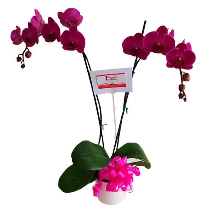 Orquidia-Fucsia-Hermosa_Floristerias-En-Cali