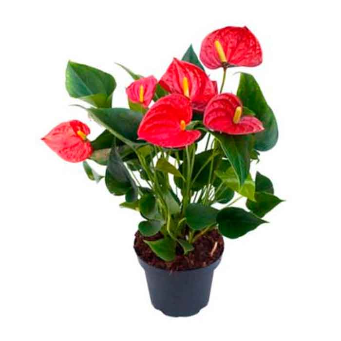 Planta-de-Anturios_floristerias en cali