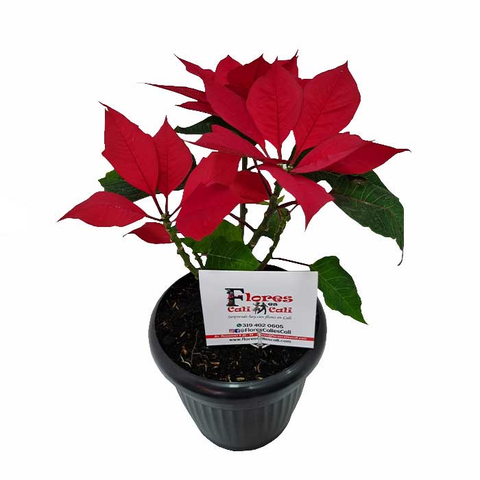 Planta-Navideña-Poinsettia-Roja-Floristeria-en-cali