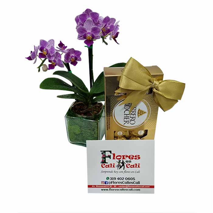 orquidea-mini-Floristeria-en-Cali