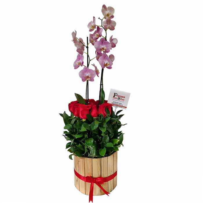 orquídea phalaenopsis-Floristeria-en-Cali